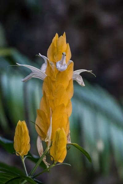 Closeup Beloperone Plumbaginifolia Flor México Justicia Uma Espécie Angiospermas Família — Fotografia de Stock