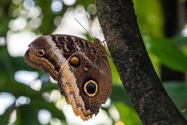 Бабочка Сова Калиго Eurilochus Beautiful Коричневая Тропическая Бабочка Ботаническом Саду — стоковое фото