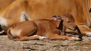 Banteng ailesi, Bos javanicus veya Red Bull. Vahşi bir sığır türüdür ama sığır ve bizondan farklı kilit özellikler vardır: hem erkek hem de dişilerde beyaz bir şerit..