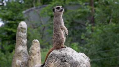 Meerkat, Suricata suricatta bir taşın üzerinde oturuyor ve uzaklığa bakıyor.