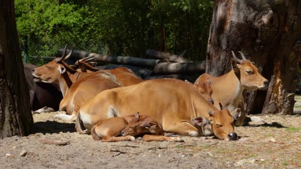 Familie Von Banteng Bos Javanicus Oder Red Bull Ist Eine — Stockvideo