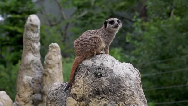 Erdmännchen Suricata Suricatta Sitzt Auf Einem Stein Und Blickt Die — Stockvideo