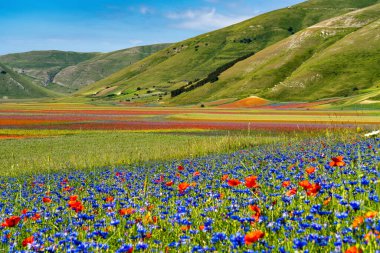 Castelluccio di Norcia 'da gelincikler ve çiçek açan mercimek, ulusal park sibillini dağları, İtalya, Avrupa