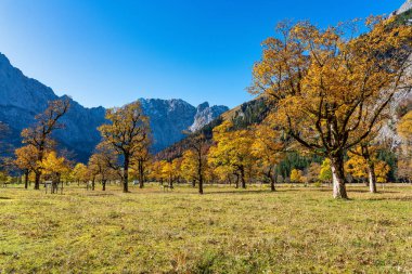 Ahornboden 'daki akçaağaç ağaçlarının sonbahar manzarası, Karwendel dağları, Tyrol, Avusturya