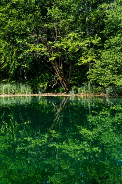 Smukt Landskab Plitvice Lakes National Park Kroatien Ældste Største Nationalparker - Stock-foto