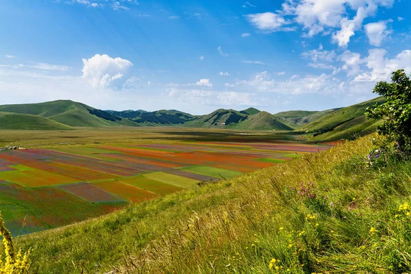 Linsblommande Med Vallmo Och Blåklint Castelluccio Norcia Nationalpark Sibillini Italien — Stockfoto