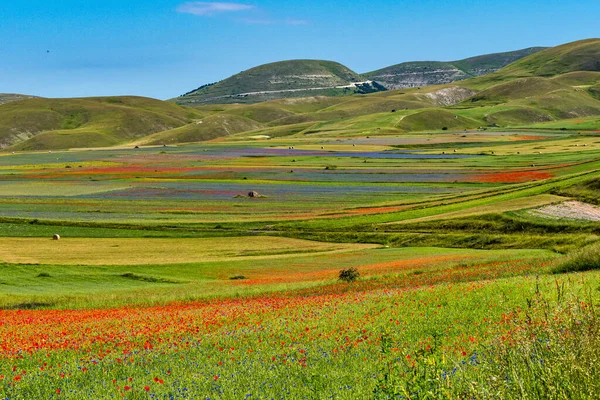 Castelluccio Norcia Gelincikler Çiçek Açan Mercimek Ulusal Park Sibillini Dağları — Stok fotoğraf