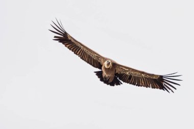 Griffon akbabası, Gyps Fulvus Monfrague Ulusal Parkı 'nda Salto del Gitano' da uçuyor. Caceres, Extremadura, İspanya.