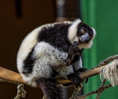 Siyah beyaz lemur, Varecia variegata Jerez de la Frontera, Endülüs İspanya