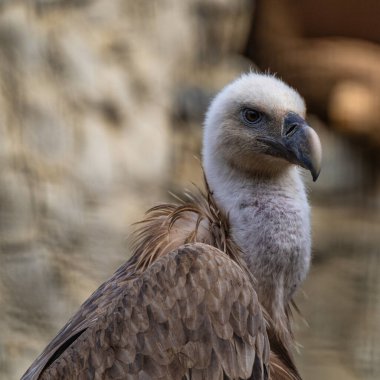 Griffon akbabası, Jerez de la Frontera 'da Gyps fulvus, İspanya' da Endülüs