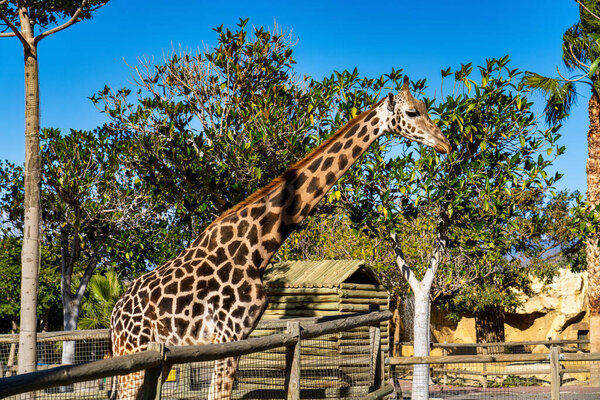 Giraffa, Giraffa camelopardalis in Tabernas desert, Andalusia, Spain in Europe