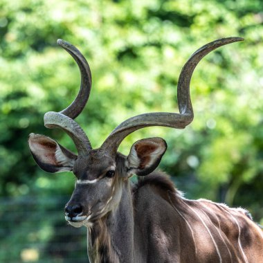 Büyük kudu, yayılım gösterir: strepsiceros Doğu ve Güney Afrika boyunca bulunan ormanlık bir antilop olduğunu..