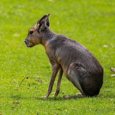 Patagonya Mara 'sı, Dolikotis patagonum. Gine domuzlarının bu büyük akrabaları Arjantin 'in Patagonya bozkırlarında yaygındır ama Paraguay gibi Güney Amerika' nın diğer bölgelerinde de yaşarlar..