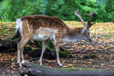 Fallow deer, Dama mezopotamya, Cervidae familyasından bir memeli türü..