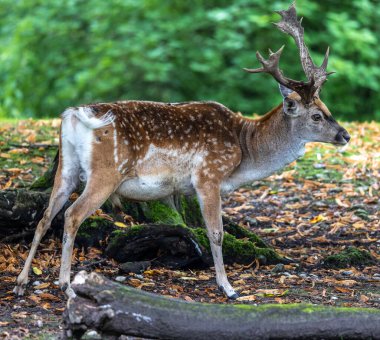 Fallow deer, Dama mezopotamya, Cervidae familyasından bir memeli türü..