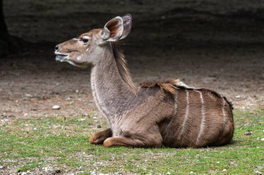 Taurotragus antilobu olarak da bilinen antilop, Doğu ve Güney Afrika 'da bulunan bir bozkır ve antiloptur..