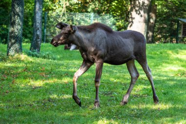 Avrupa geyiği, Alces alces, geyik olarak da bilinir. Vahşi yaşam hayvanı.
