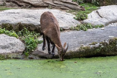 Yavru dağ keçisi - Capra dağ keçisi hayvanat bahçesinde