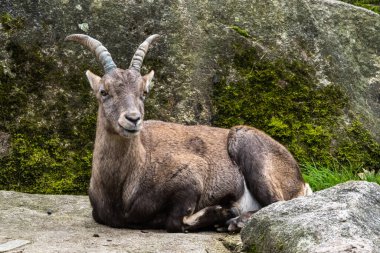 Erkek dağ keçisi - Capra dağ keçisi hayvanat bahçesinde