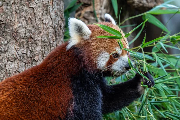 Panda Rojo Ailurus Fulgens También Llamado Panda Menor Oso Gato — Foto de Stock