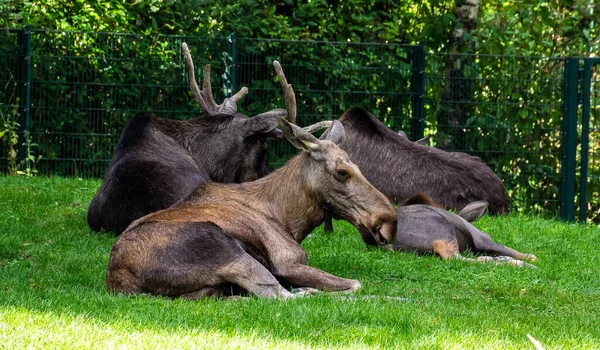 European Moose Alces Alces Also Known Elk Wild Life Animal — Stock Photo, Image