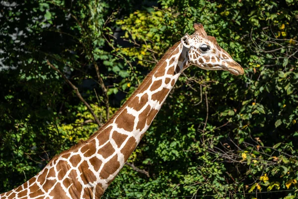 Giraffa Giraffa Camelopardalis Mammifero Ungulato Africano Dita Pari Più Alta — Foto Stock