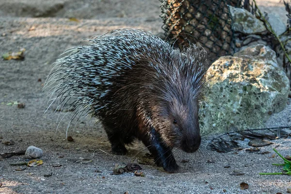 Індійський Гризун Porcupine Hystrix Indica Або Індійський Дикобраз Великий Вид — стокове фото