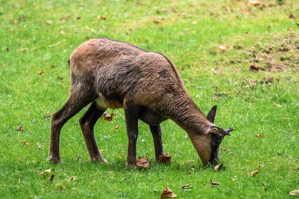 Chamois Des Apennins Rupicapra Pyrenaica Ornata Vit Dans Parc National — Photo