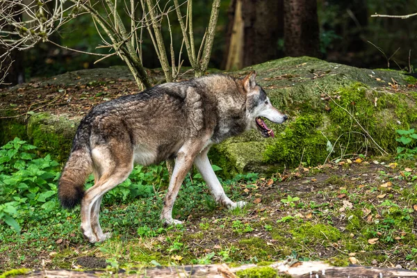 Loup Canis Lupus Également Connu Sous Nom Loup Gris Loup — Photo