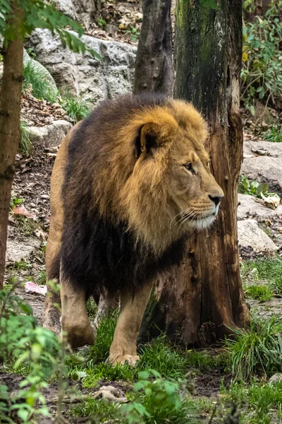 Лев Panthera Leo Является Одним Четырех Больших Кошек Роде Panthera — стоковое фото