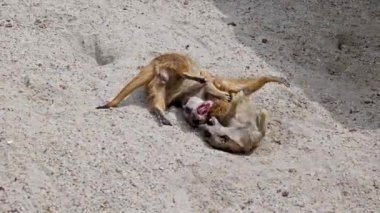 Meerkat, Suricata Suricatta hoplayıp zıplıyorlar ve birbirleriyle dövüşüyorlar.