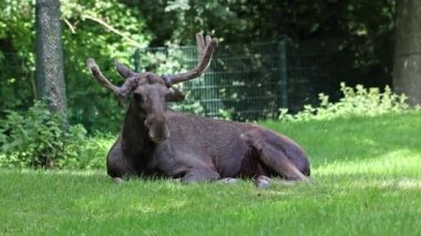 Geyik ya da geyik, Alces Alces geyik familyasındaki en büyük türdür. Geyikler, erkeklerin geniş, düz ya da palmat boynuzlarıyla ayırt edilir..