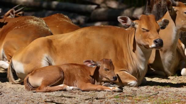 Family Banteng Bos Javanicus Red Bull Type Wild Cattle Key — Stock Video