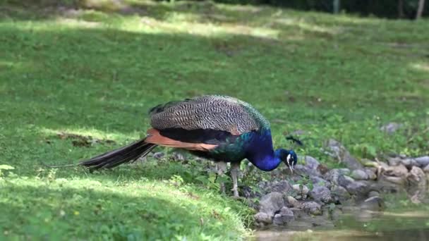 Indiai Peafowl Vagy Kék Peafowl Pavo Cristatus Egy Nagy Élénk — Stock videók