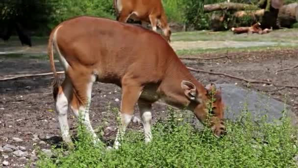 Familie Von Banteng Bos Javanicus Oder Red Bull Ist Eine — Stockvideo