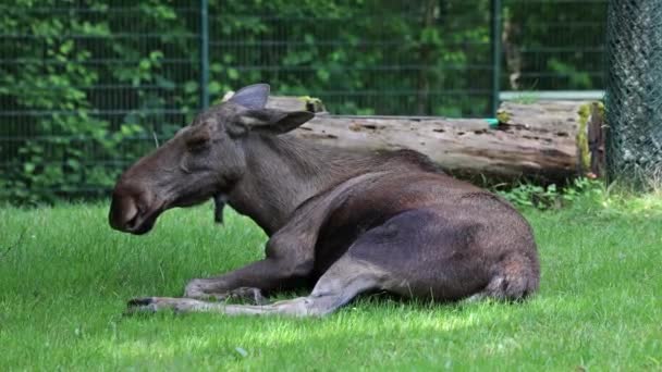 Лось Лось Alces Alces Является Крупнейшим Сохранившимся Видом Семействе Оленей — стоковое видео