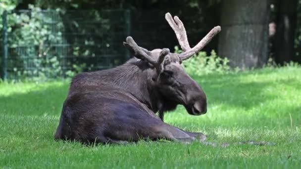 Moose Elk Alces Alces Largest Extant Species Deer Family Moose — Stock Video