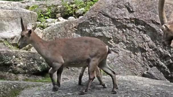 Joven Bebé Montaña Ibex Una Roca Capra Ibex Parque Alemán — Vídeo de stock