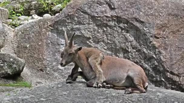 Junges Steinbockbaby Auf Einem Felsen Steinbock Einem Deutschen Park — Stockvideo