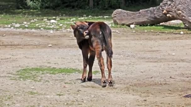 Baby Auerochsen Heck Rinder Bos Primigenius Taurus Behaupteten Den Ausgestorbenen — Stockvideo