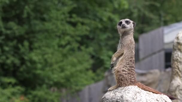 Meerkat Suricata Suricatta Κάθεται Μια Πέτρα Και Κοιτάζοντας Μέσα Στην — Αρχείο Βίντεο