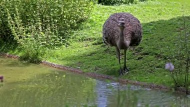 Darwin 'in Rhea' sı, Rhea pennata, daha az Rhea olarak da bilinir..