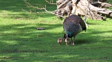 Küçük bebekleri olan Hint deniz kuşu annesi. Mavi Peafowl (