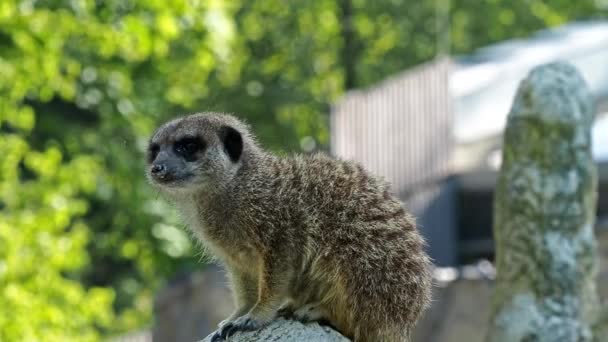 Meerkat Suicata Suricatta坐在石头上 望着远方 — 图库视频影像