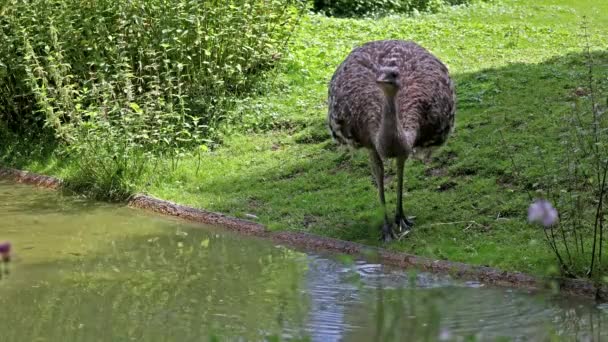 Darwinova Revma Rhea Pennata Také Známá Jako Menší Revma — Stock video