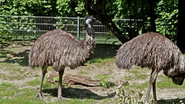 Emu Dromaius Novaehollandiae Segundo Maior Pássaro Vivo Altura Depois Seu — Vídeo de Stock