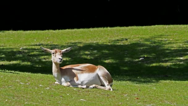 Ciervo Chital Cheetal Eje Del Eje También Conocido Como Ciervo — Vídeos de Stock