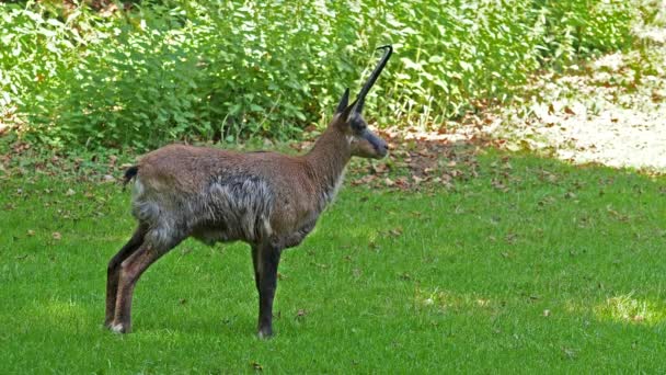 Apeninos Gamuza Rupicapra Pyrenaica Ornata Vive Parque Nacional Abruzos Lacio — Vídeo de stock