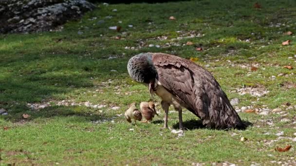 Indiánská Máma Malejma Dětma Modrý Peafowl Pavo Cristatus Velký Pestrobarevný — Stock video