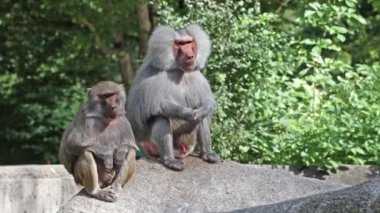 Bir kayanın üzerinde oturan ve etrafa bakan hamadryas babunu. Papio hamadryas bir babun türüdür.